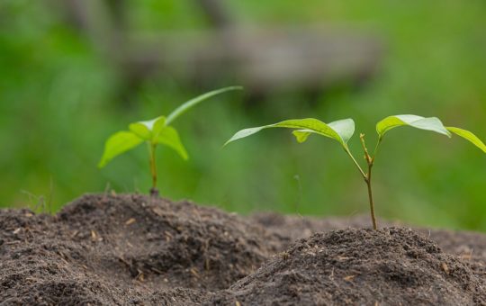 Two small seedlings emerging from bare soil