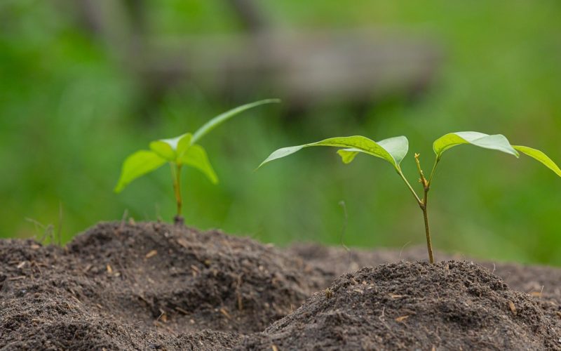 Two small seedlings emerging from bare soil