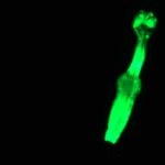 Space Worms! Scientists launch microscopic crew into orbit to support future Moon missions