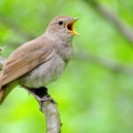 Can an evening of immersion and connection to nature help people with chronic pain?