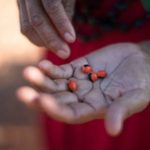 ‘Seed Transfer Zones’ will help restore Brazil’s degraded land
