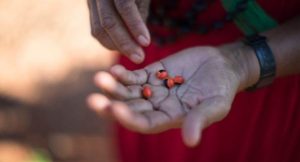 Four red seeds lying in the palm of someone's hand
