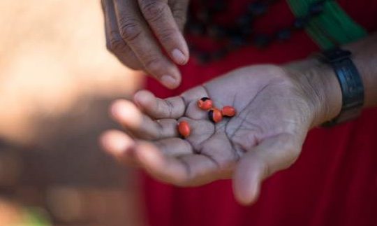 Four red seeds lying in the palm of someone's hand