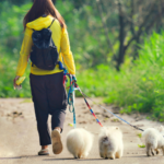 Dog breeding inspectors need clearer guidance on rules protecting dog health and welfare – new report