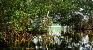 A section of mangrove forest - small trees growing in a flooded landscape