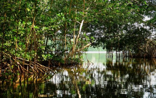 A section of mangrove forest - small trees growing in a flooded landscape