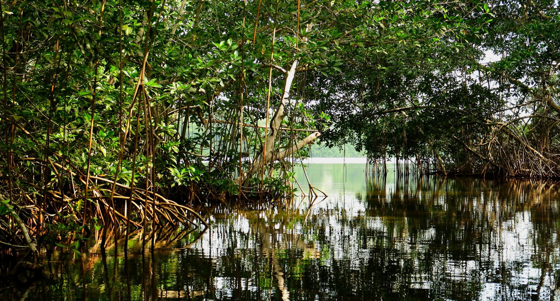 A section of mangrove forest - small trees growing in a flooded landscape