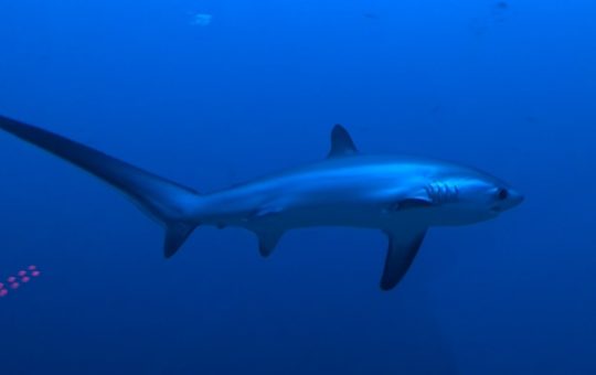 A thresher shark swimming