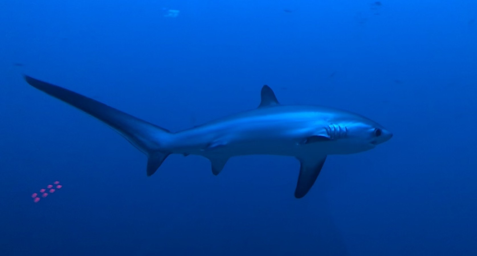 A thresher shark swimming
