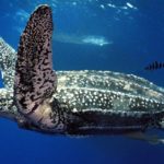 New alliance to protect Atlantic’s leatherback turtles launched on World Sea Turtle Day