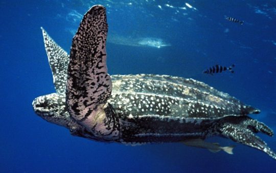A leatherback turtle swimming in the sea