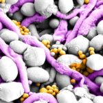 A “Copper Economy” helps fungi and bacteria build better biofilms