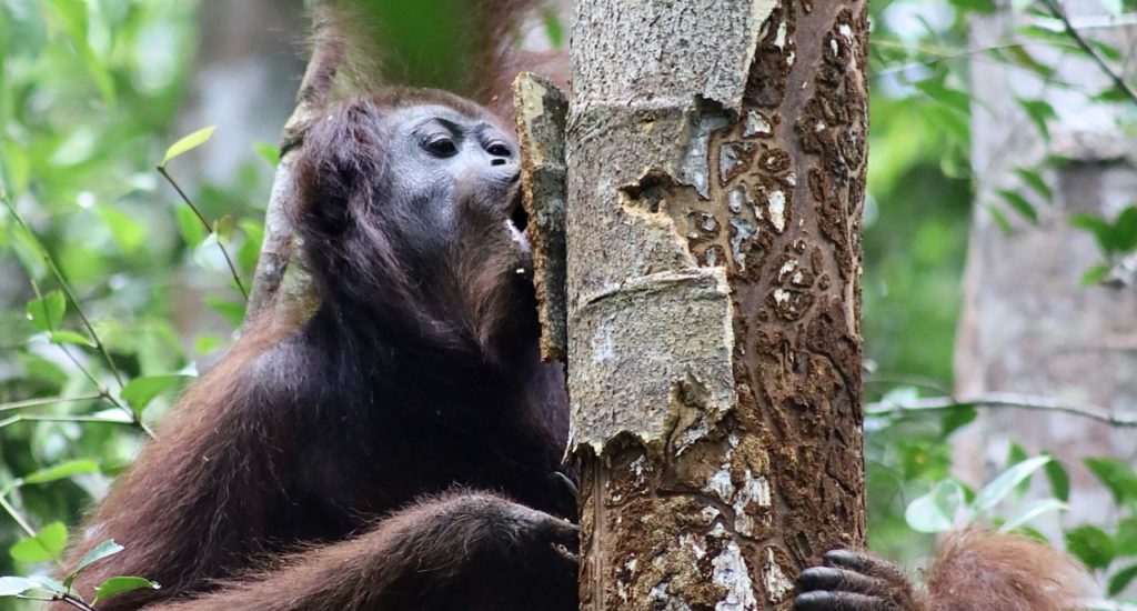 An orangutan in a tree, holding on to the trunk and biting at the bark