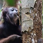 Orangutans seek out medicinal plants