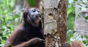 An orangutan in a tree, holding on to the trunk and biting at the bark