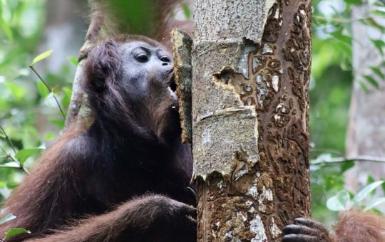 An orangutan in a tree, holding on to the trunk and biting at the bark