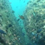 Côte d’Ivoire announces network of Marine Protected Areas