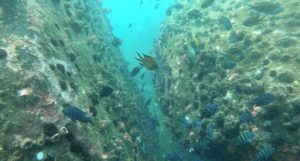 Numerous fish seen underwater on a coral reef