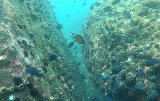 Numerous fish seen underwater on a coral reef
