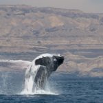 Study investigates mystery of Arabian Sea humpback whales