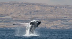 A humpback whales jumping out of the water
