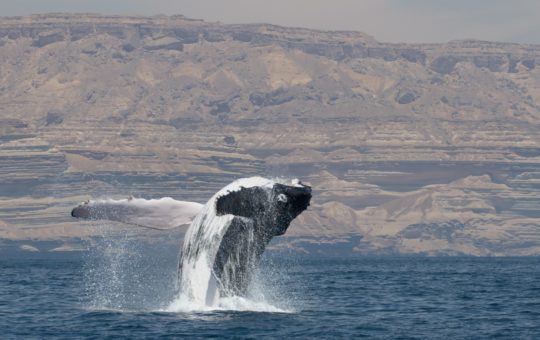 A humpback whales jumping out of the water