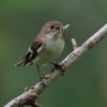 Scientists discover guidance system for migratory songbirds