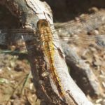 Global scale of dragonfly migration revealed