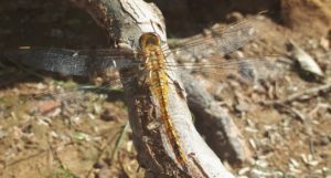A dragonfly landed on a thin branch