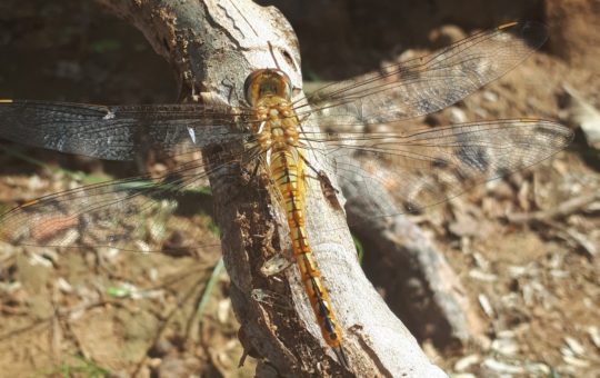 A dragonfly landed on a thin branch