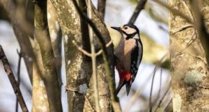 A greater spotted woodpecker in a tree