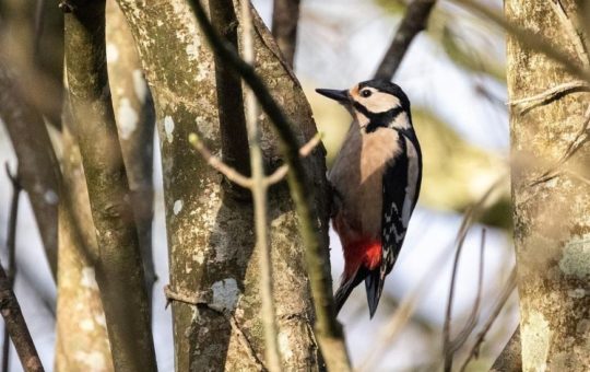 A greater spotted woodpecker in a tree