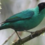 Habits help animals survive 