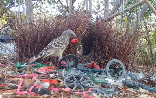 A male bowerbird in front of his bower. He has a piece of red plastic in his beak, and the area in front of the bower is littered with pieces of green and red plastic