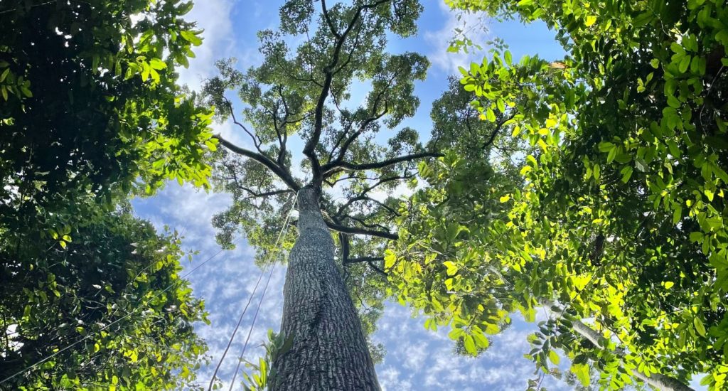 A huge tree pictured from the ground, with ropes hanging in the branches