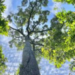 Giant trees have no trouble pumping water to top branches