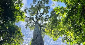 A huge tree pictured from the ground, with ropes hanging in the branches
