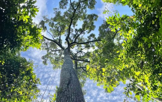 A huge tree pictured from the ground, with ropes hanging in the branches