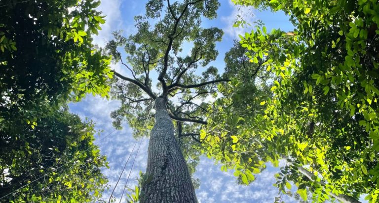 Giant trees have no trouble pumping water to top branches - University ...
