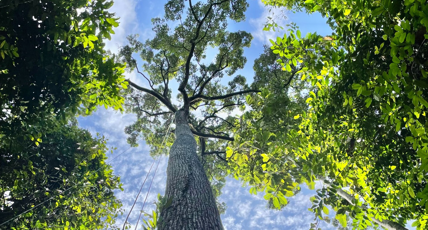A huge tree pictured from the ground, with ropes hanging in the branches