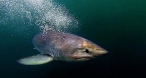 A shark pictured underwater
