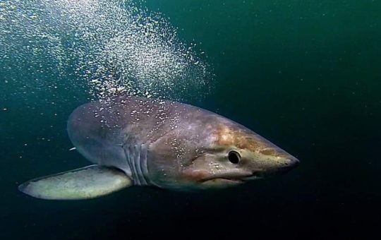 A shark pictured underwater