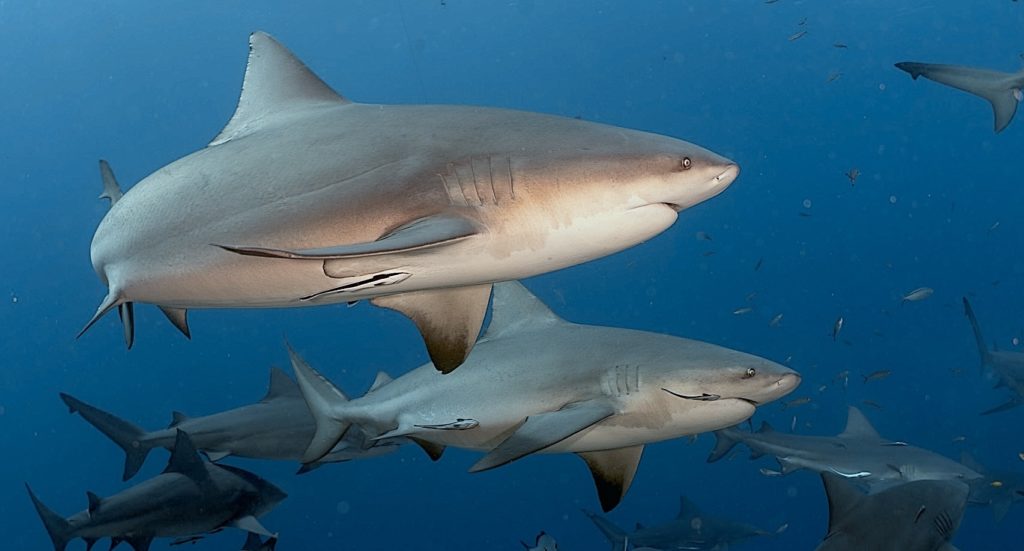Two bull sharks swimming side by side