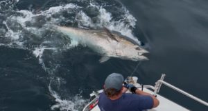 A bluefin tuna being caught by a fisherman, who is visible in the shot
