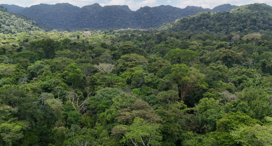 Northern Belize forest