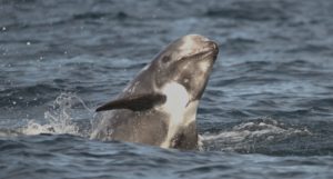 A Risso's dolphin with its head out of the water
