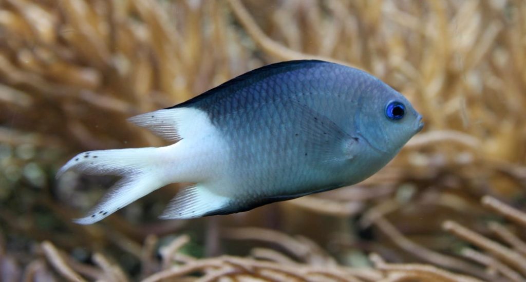 A Spiny chromis