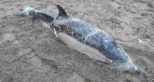 Stranded dead common dolphin entangled in a monofilament fishing net. Credit Rob Wells