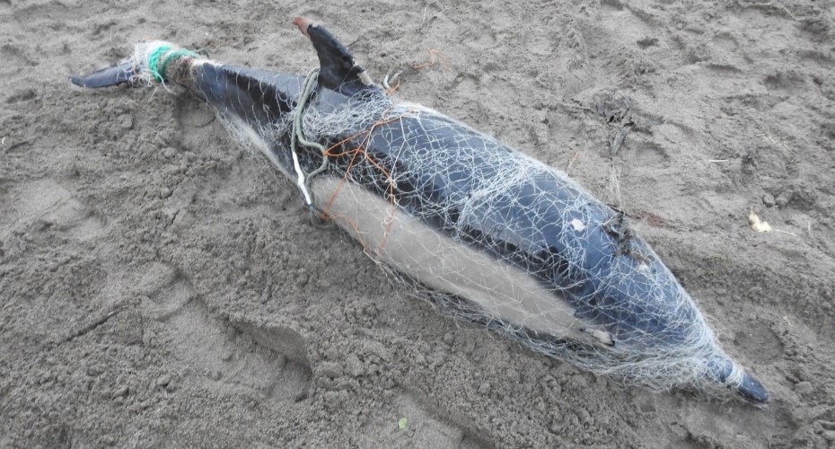 Stranded dead common dolphin entangled in a monofilament fishing net. Credit Rob Wells
