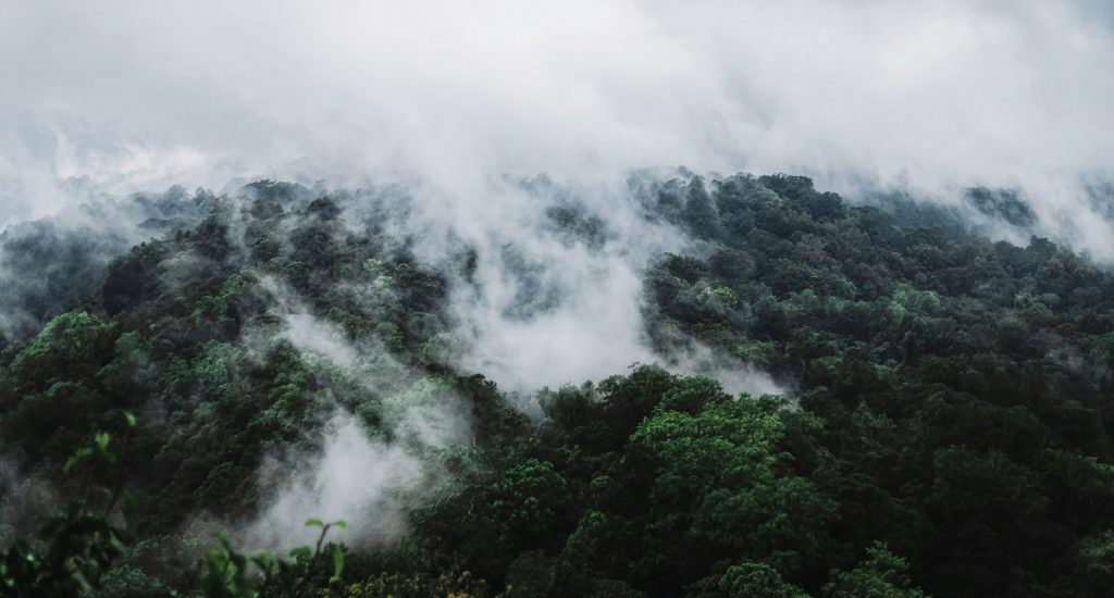 Mist/low cloud over a large area of dense forest